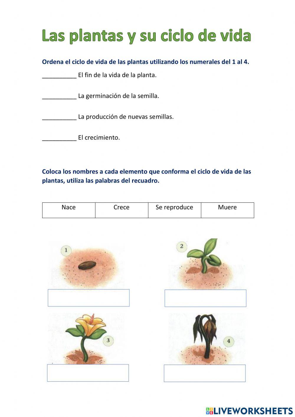 El ciclo de vida de las plantas