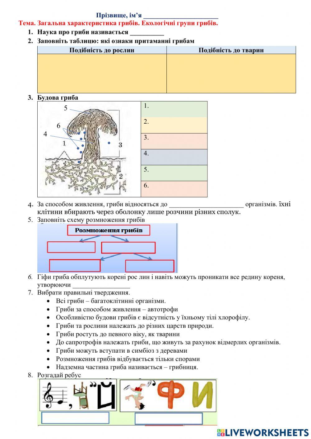 Загальна характеристика грибів