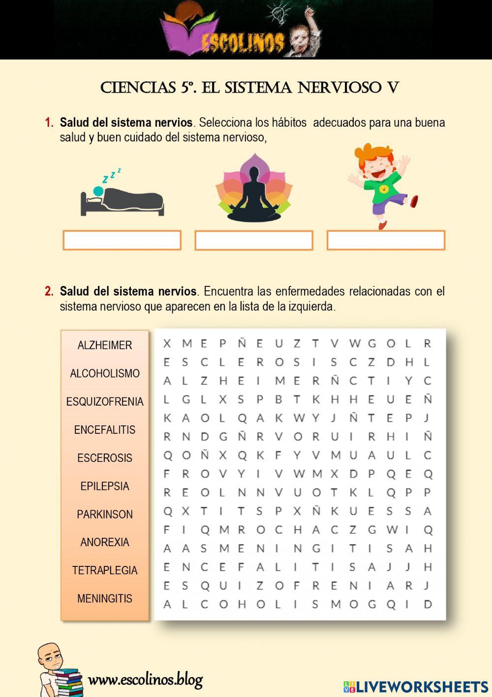 Ciencias 5º. El sistema nervioso V