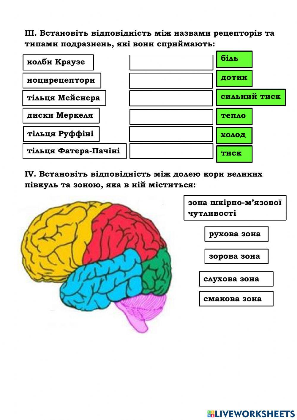 Аналізатори (органи чуття)