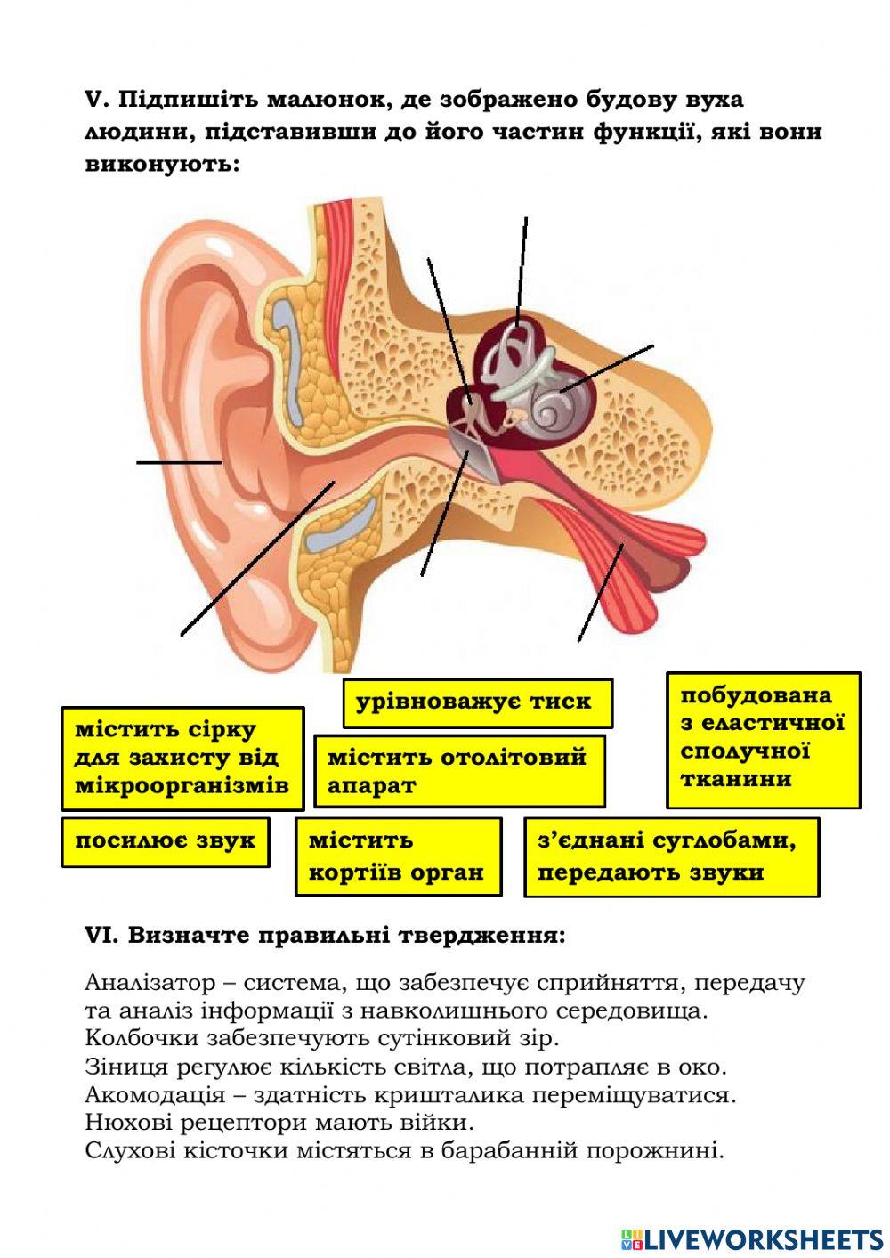 Аналізатори (органи чуття)