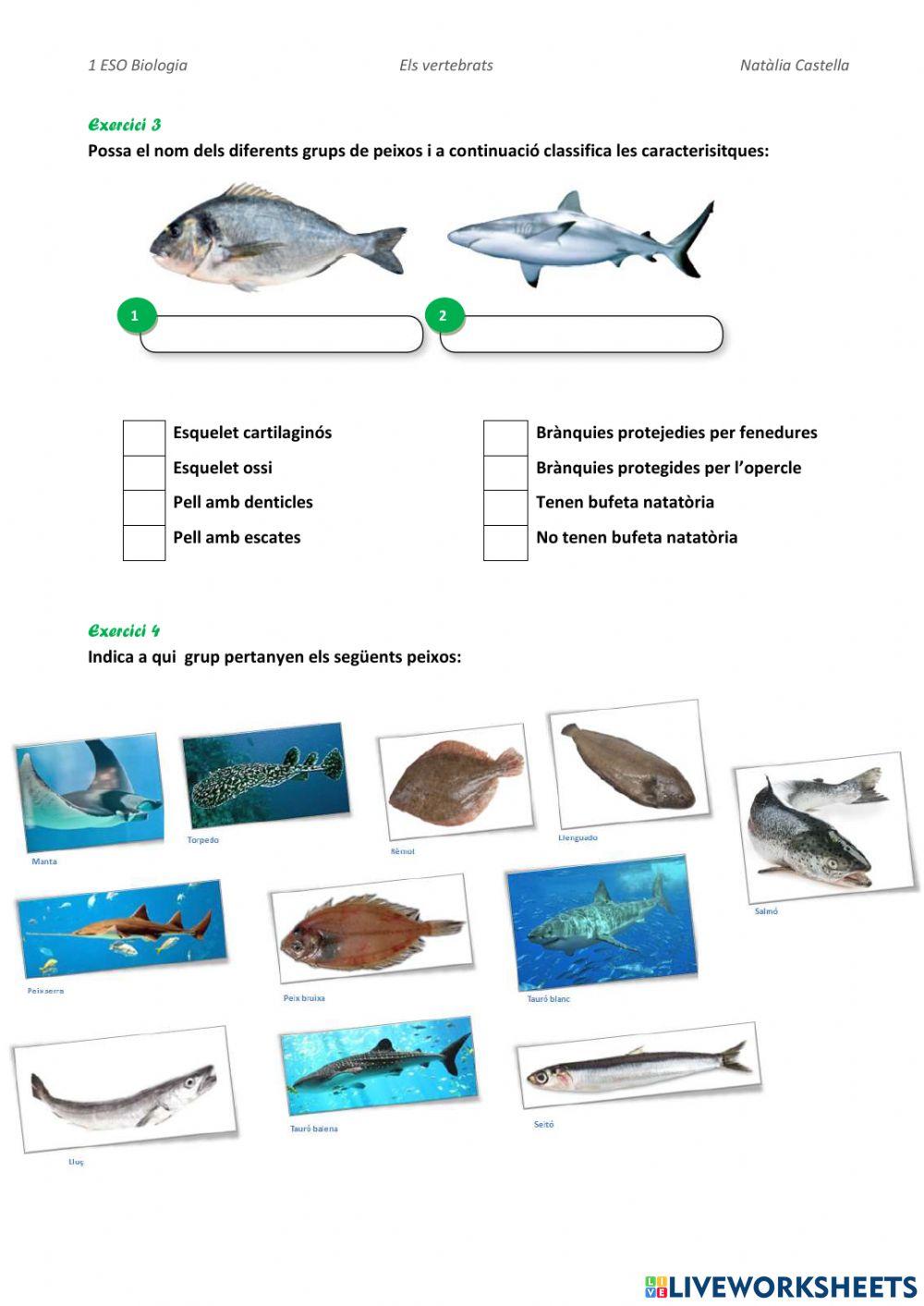 Vertebrats:peixos i ambfibis