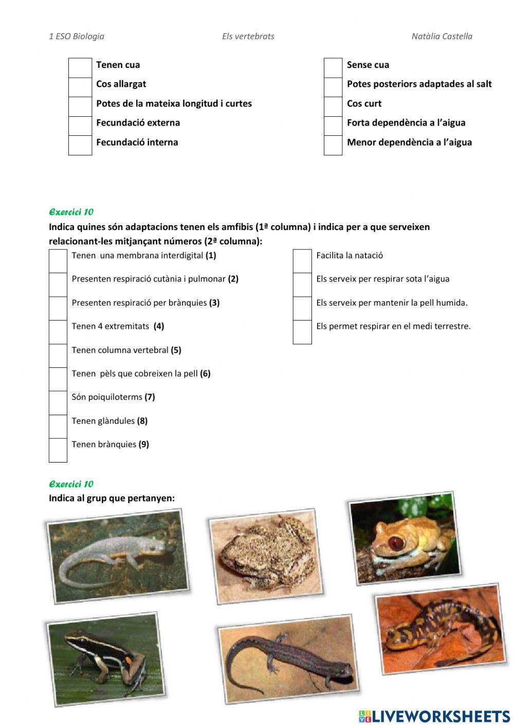 Vertebrats:peixos i ambfibis