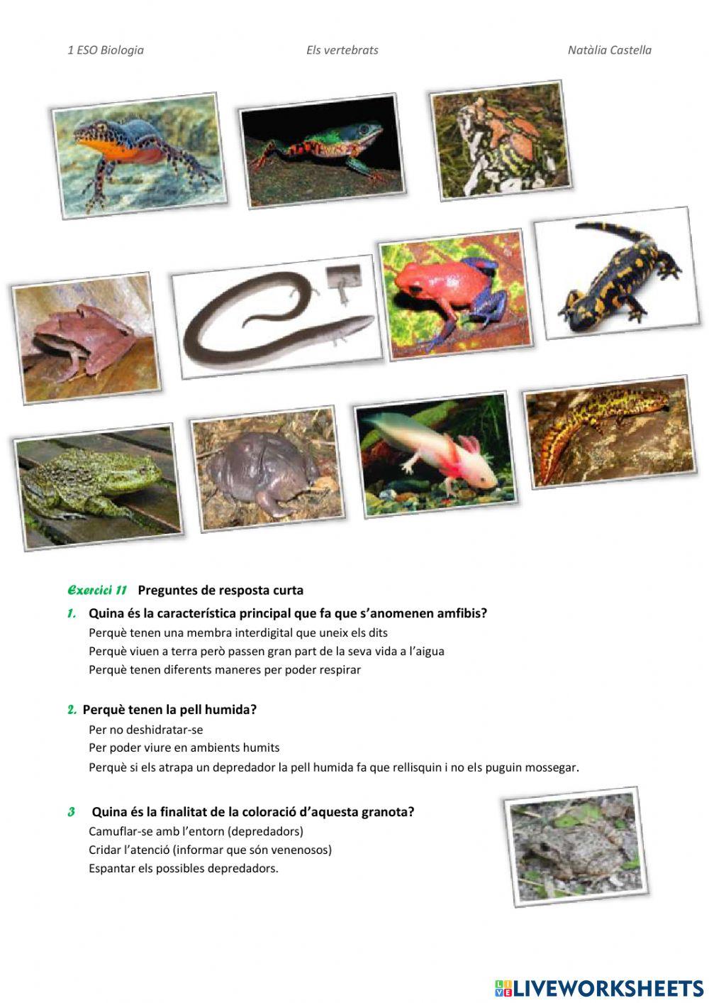 Vertebrats:peixos i ambfibis