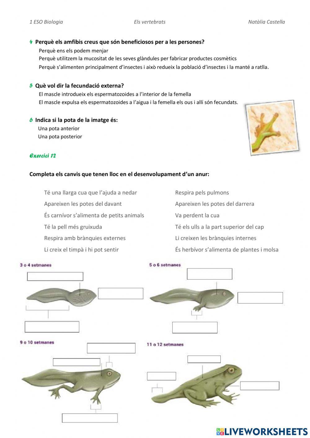 Vertebrats:peixos i ambfibis