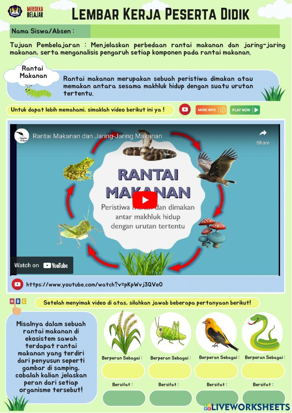 Rantai dan Jaring Makanan