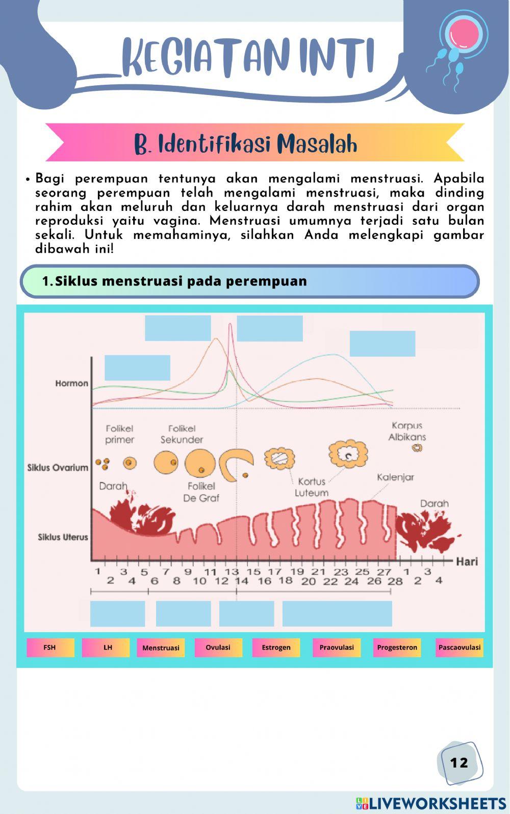 Sistem Reproduksi Manusia P2