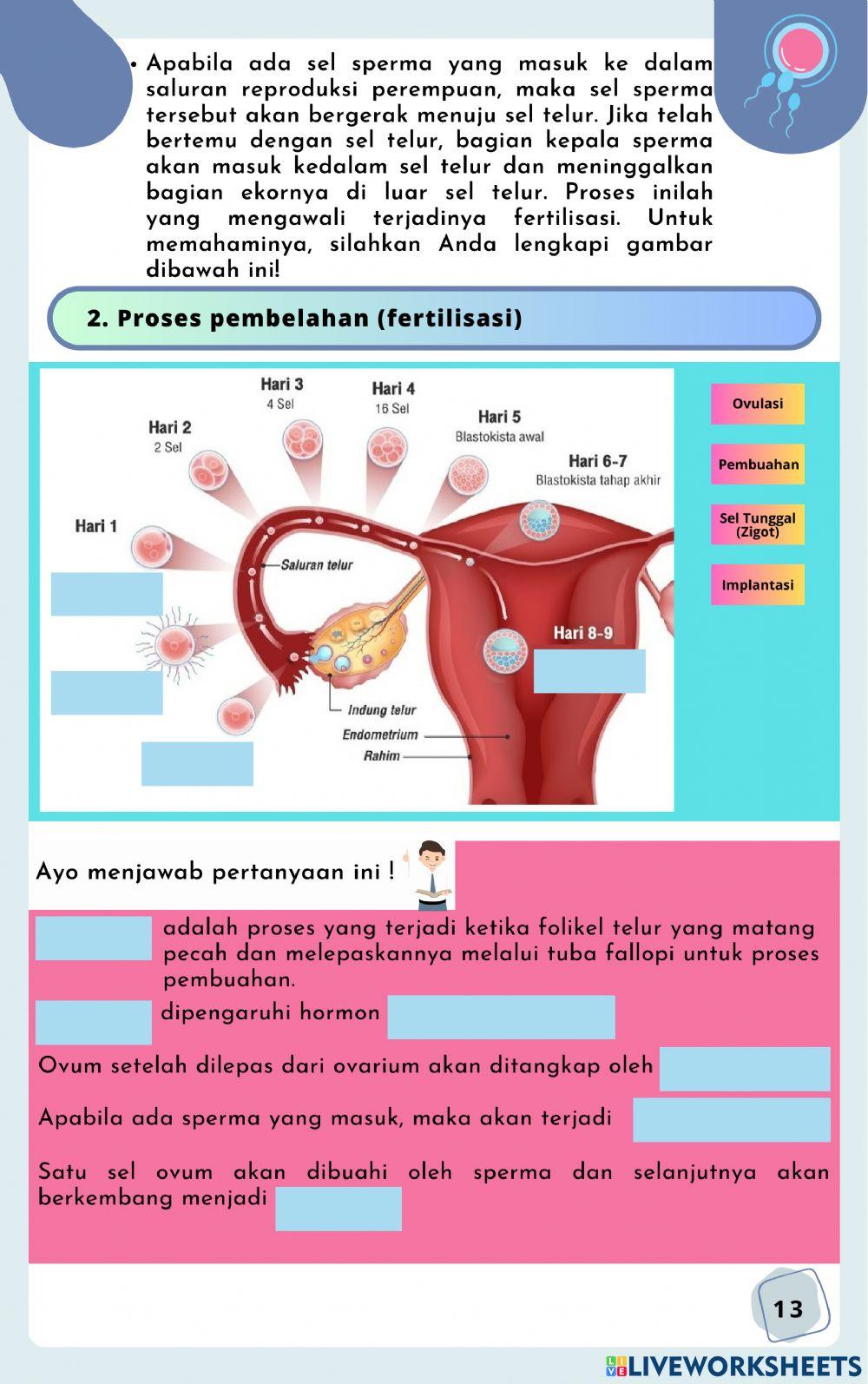 Sistem Reproduksi Manusia P2