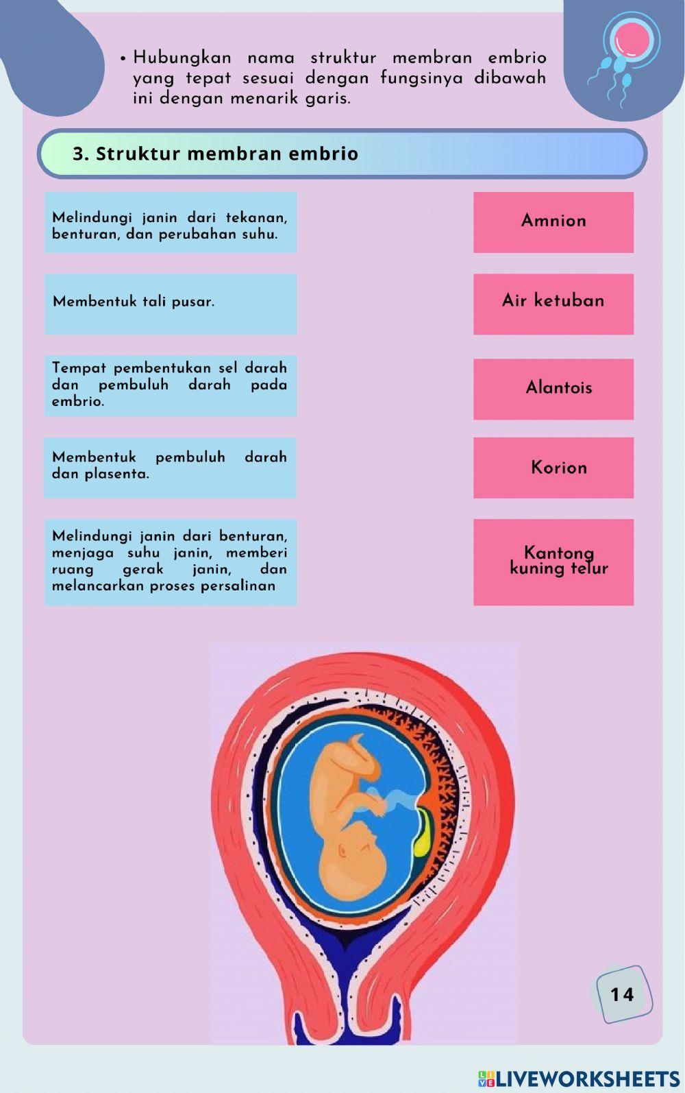 Sistem Reproduksi Manusia P2