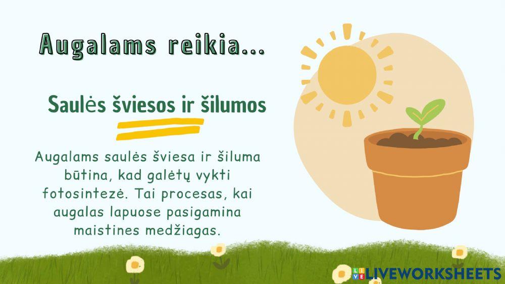 Augalų augimo sąlygos