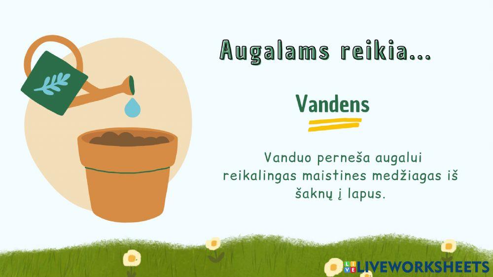 Augalų augimo sąlygos