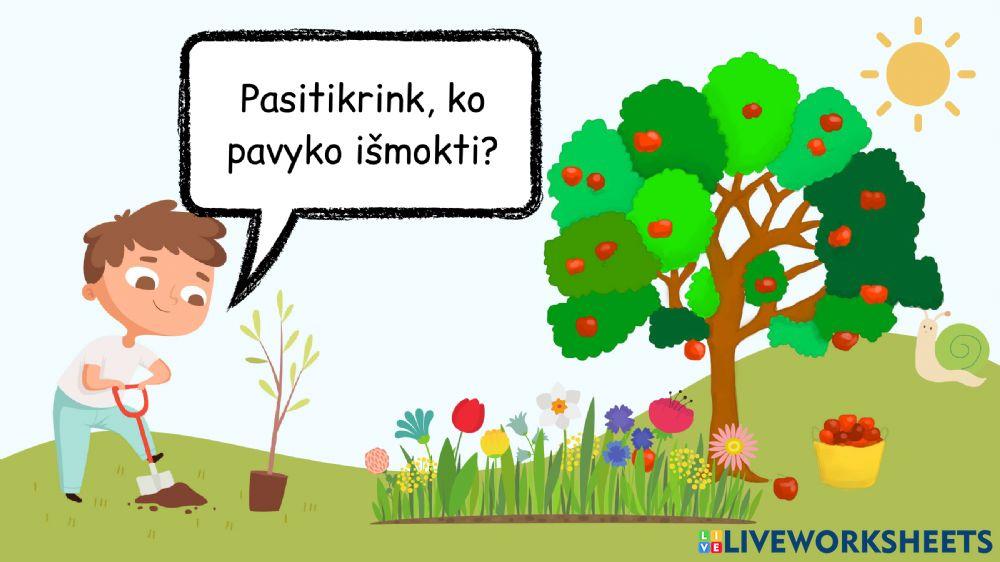 Augalų augimo sąlygos