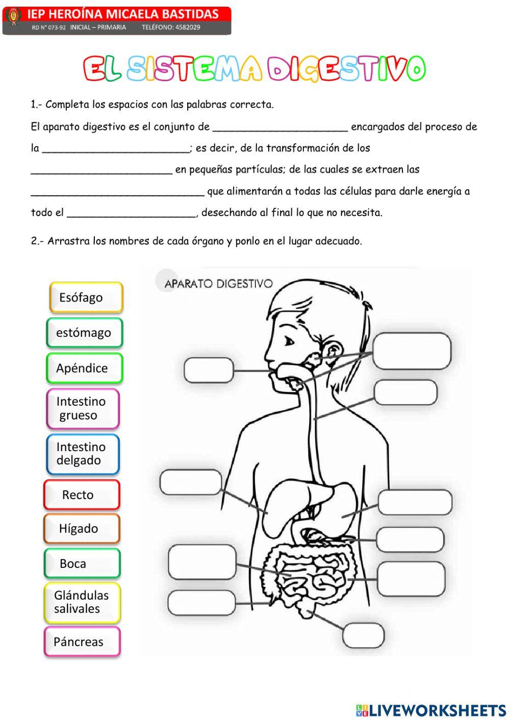El sistema digestivo