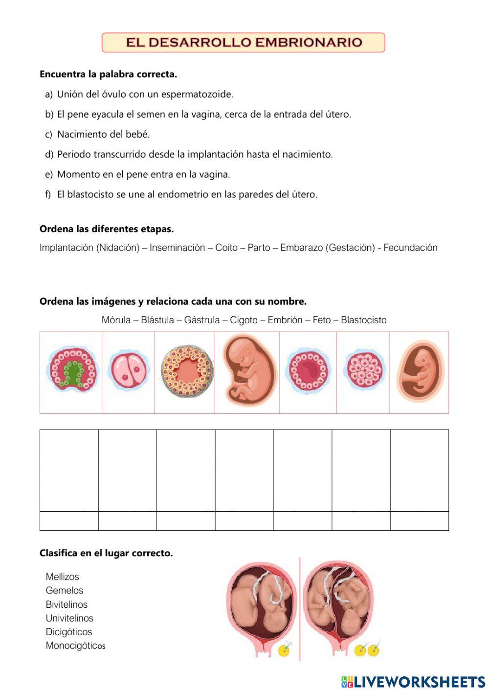 Desarrollo embrionario