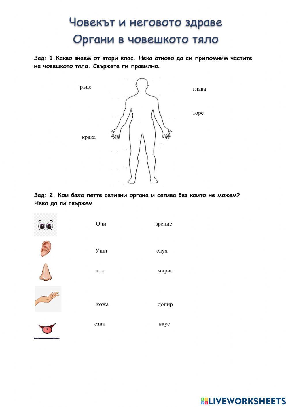 Органи в човешкото тяло