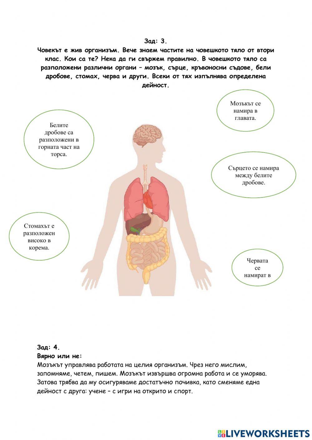 Органи в човешкото тяло