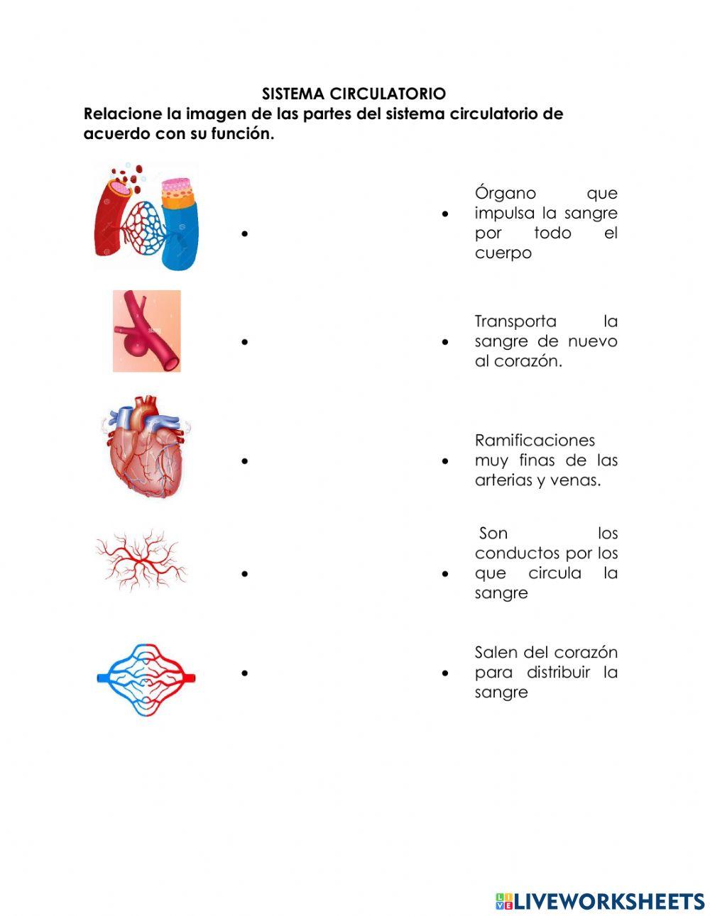 Sistema circulatorio