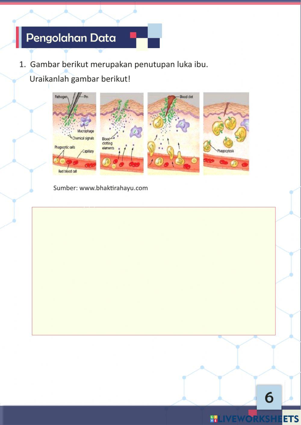 E-LKPD Sistem Imun Berbasis Discovery Learning 2