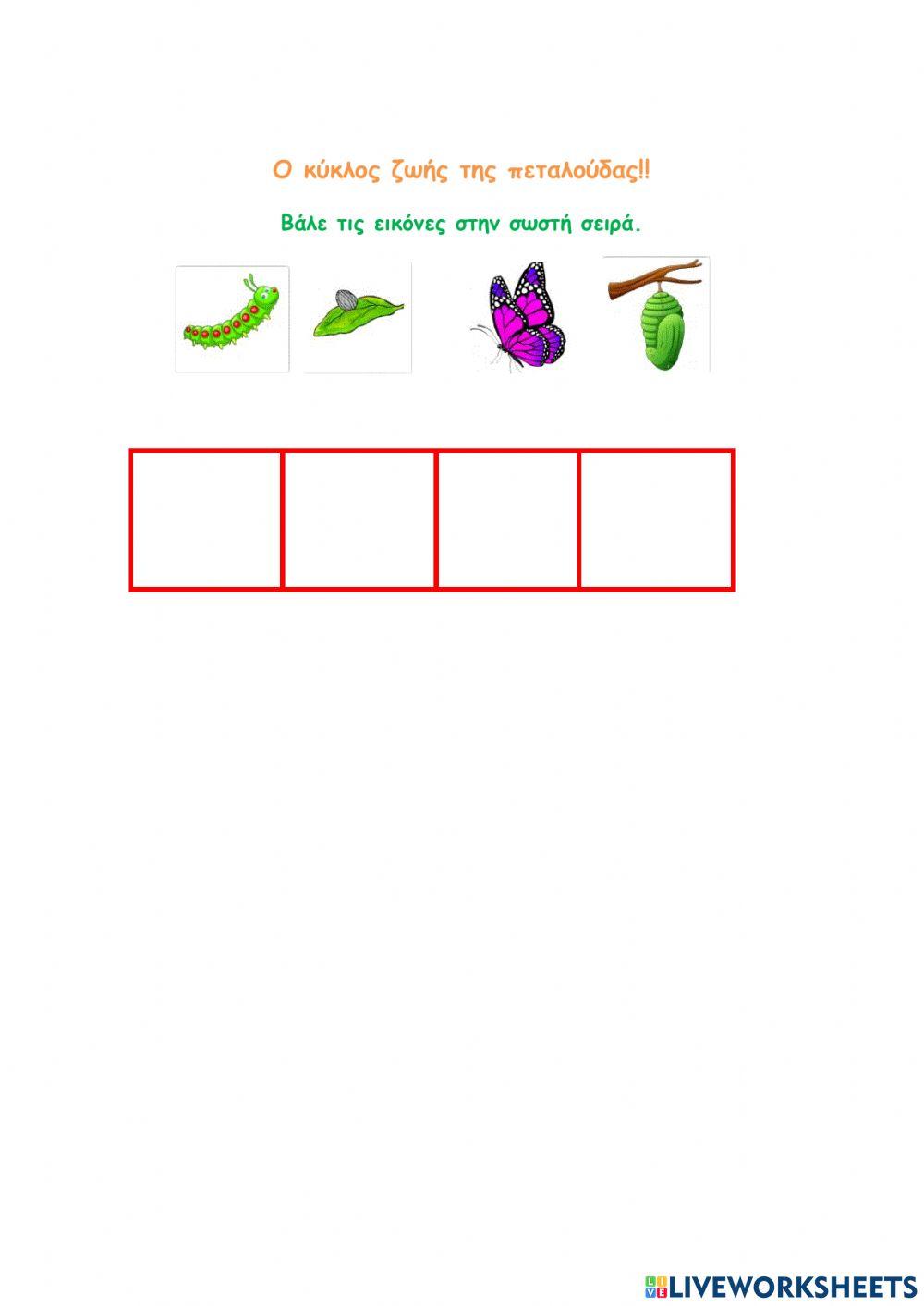 Ο κύκλος ζωής της πεταλούδας!