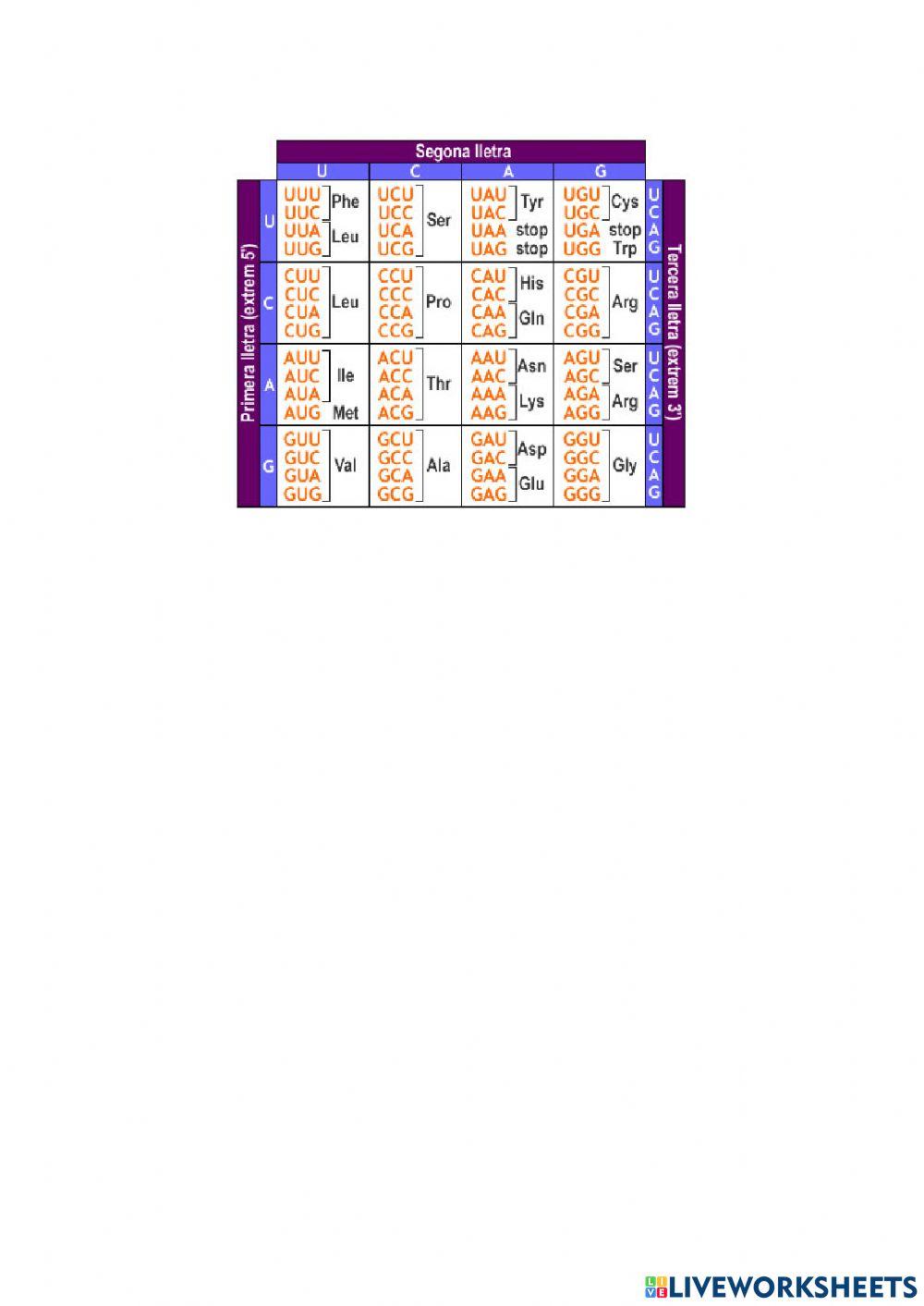 Transcripció i Traducció