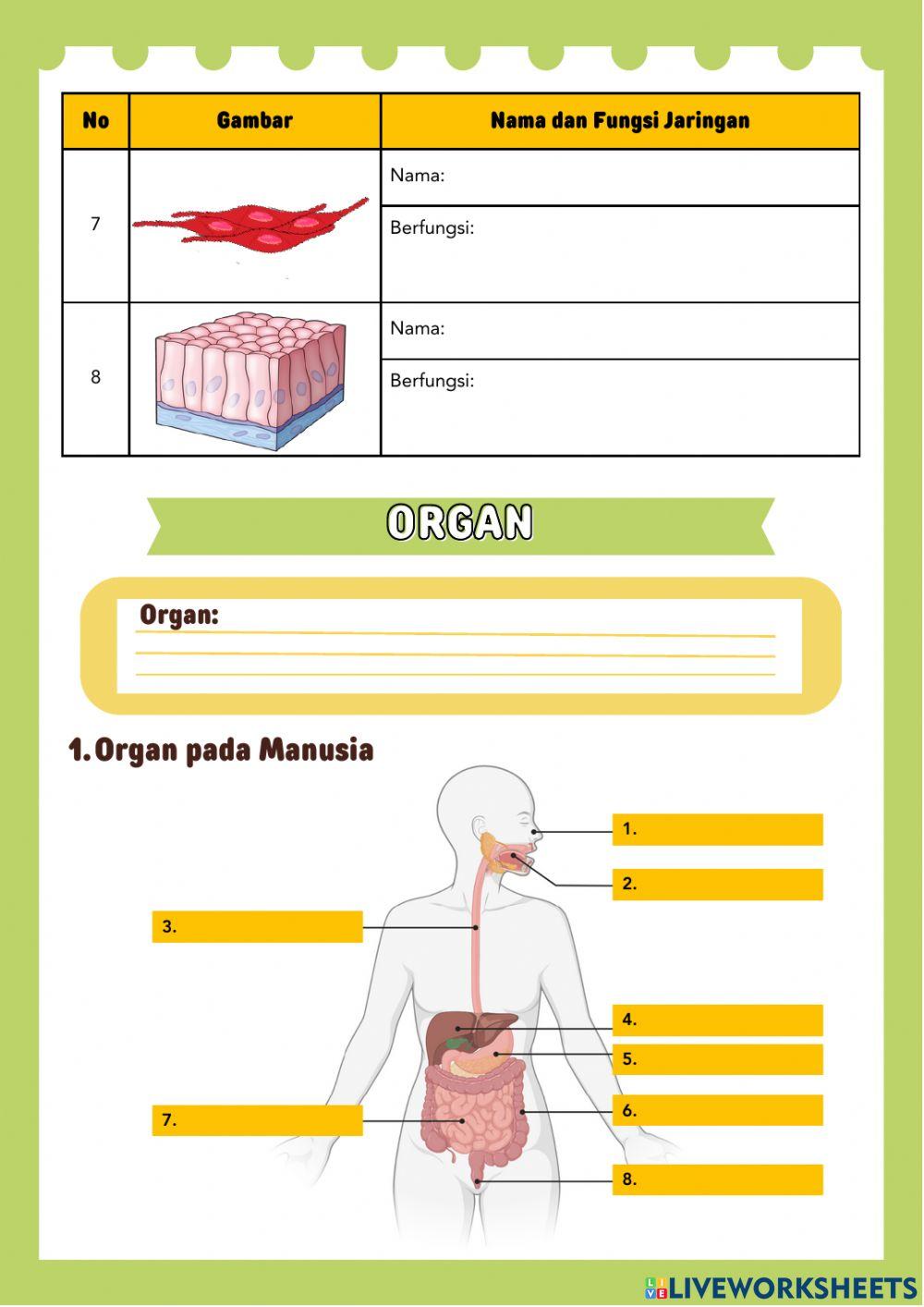 Jaringan, Organ, dan Sistem Organ
