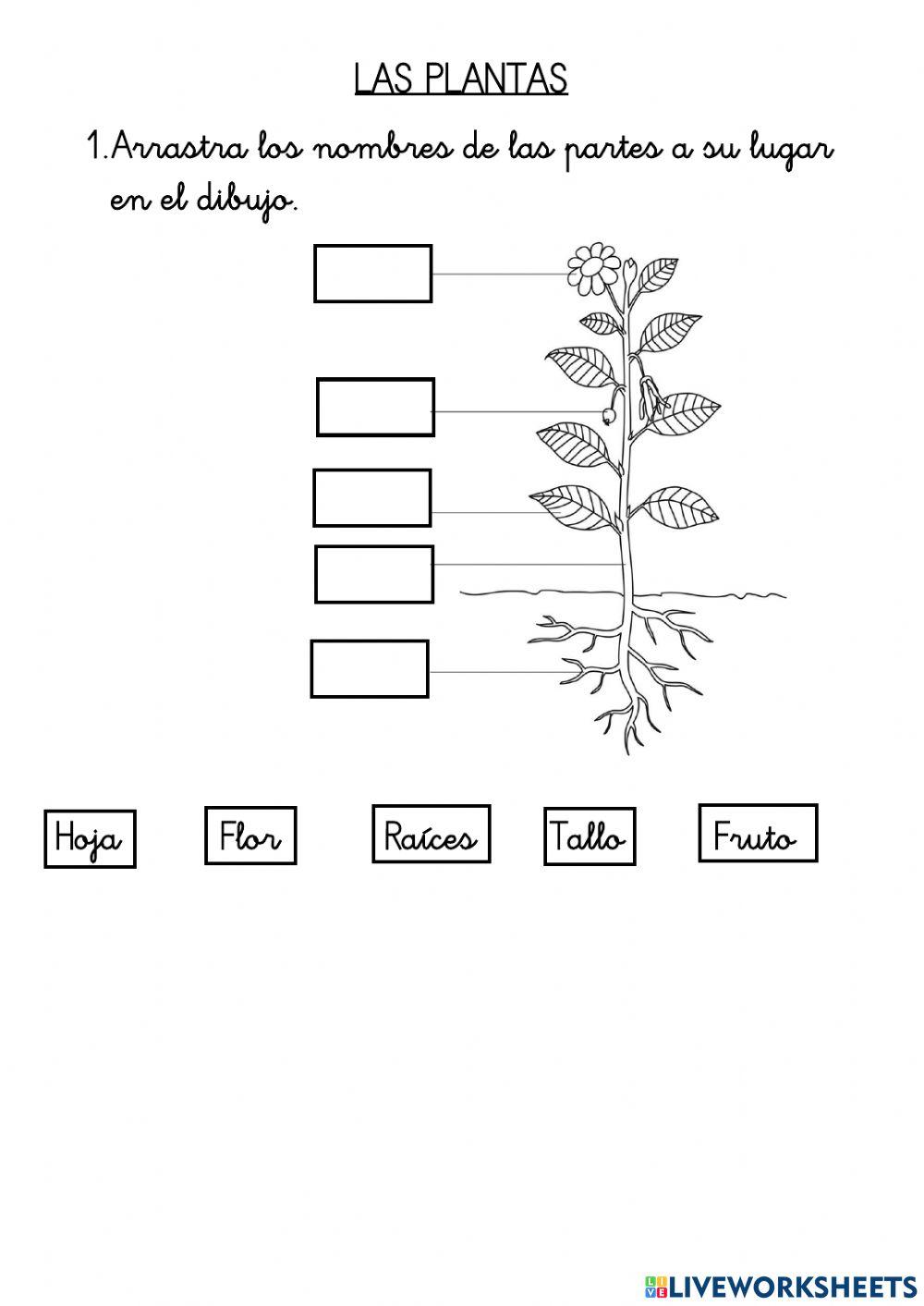 Partes de las plantas