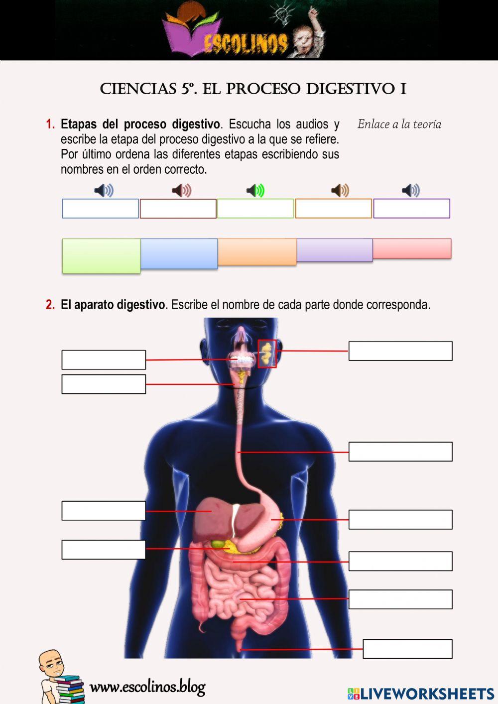 Ciencias 5º. El proceso digestivo I Ciencias 5º. El proceso digestivo I