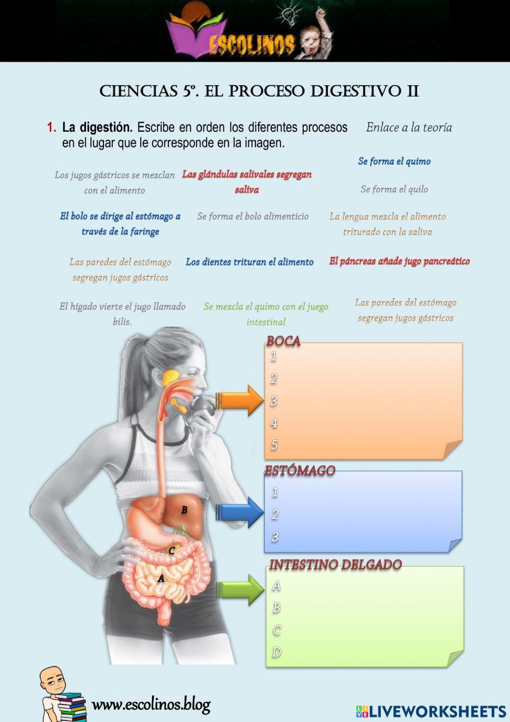 Ciencias 5º. El proceso digestivo II Ciencias 5º. El proceso digestivo II