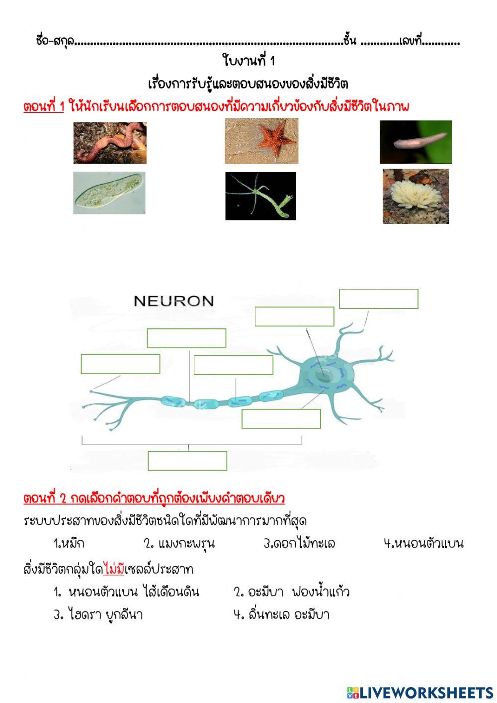 การรับรู้และตอบสนอง