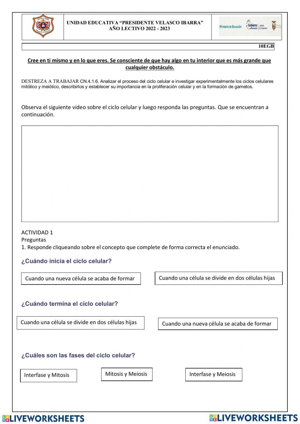 Fases del ciclo celular