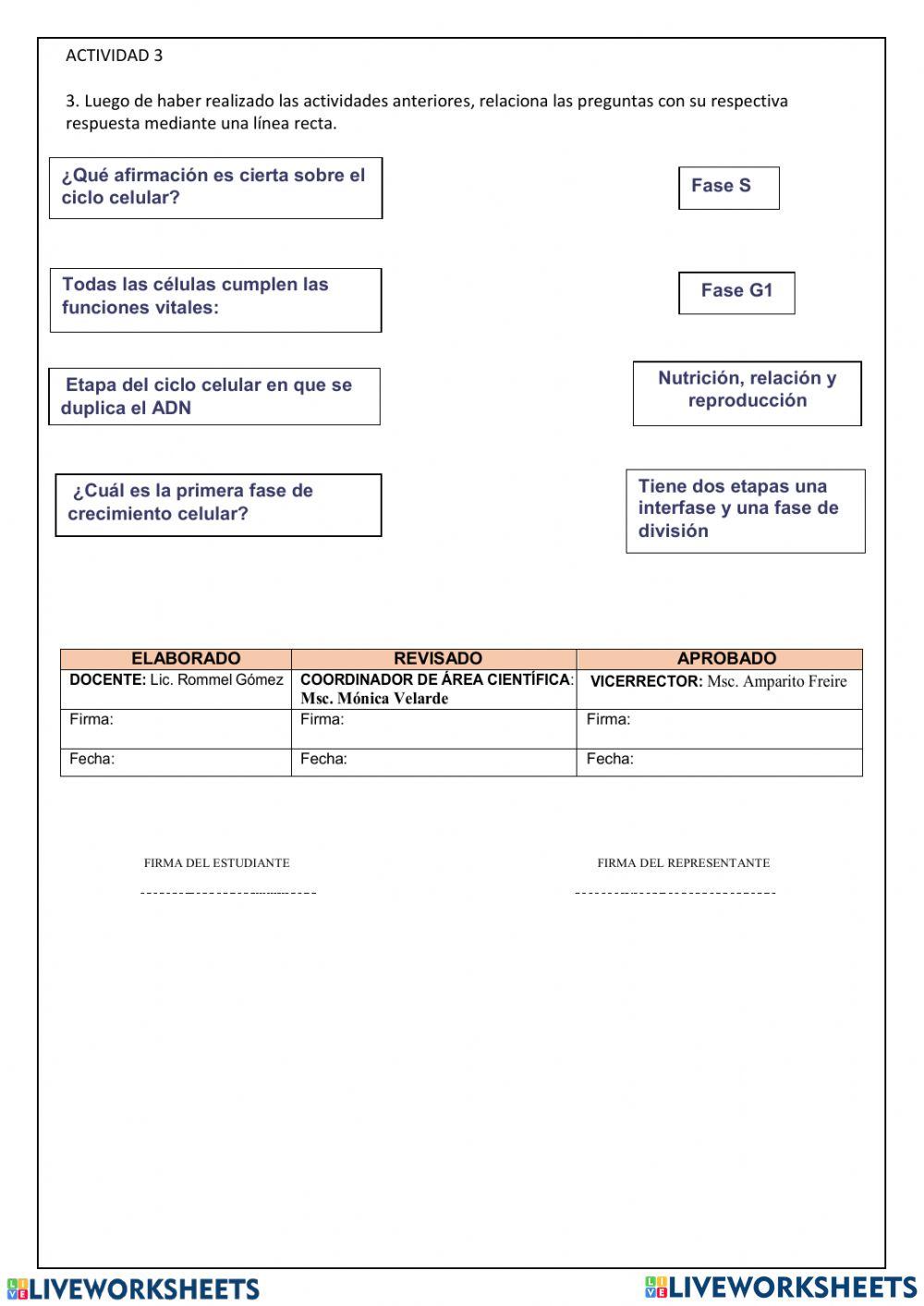 Fases del ciclo celular