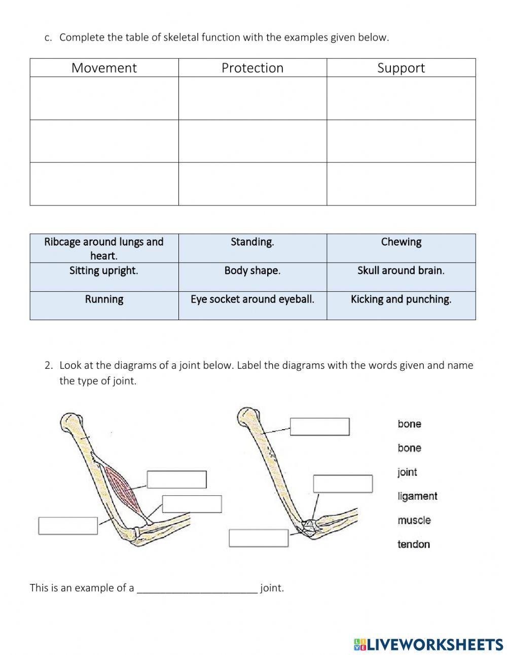 Year 8 Skeletal System Test