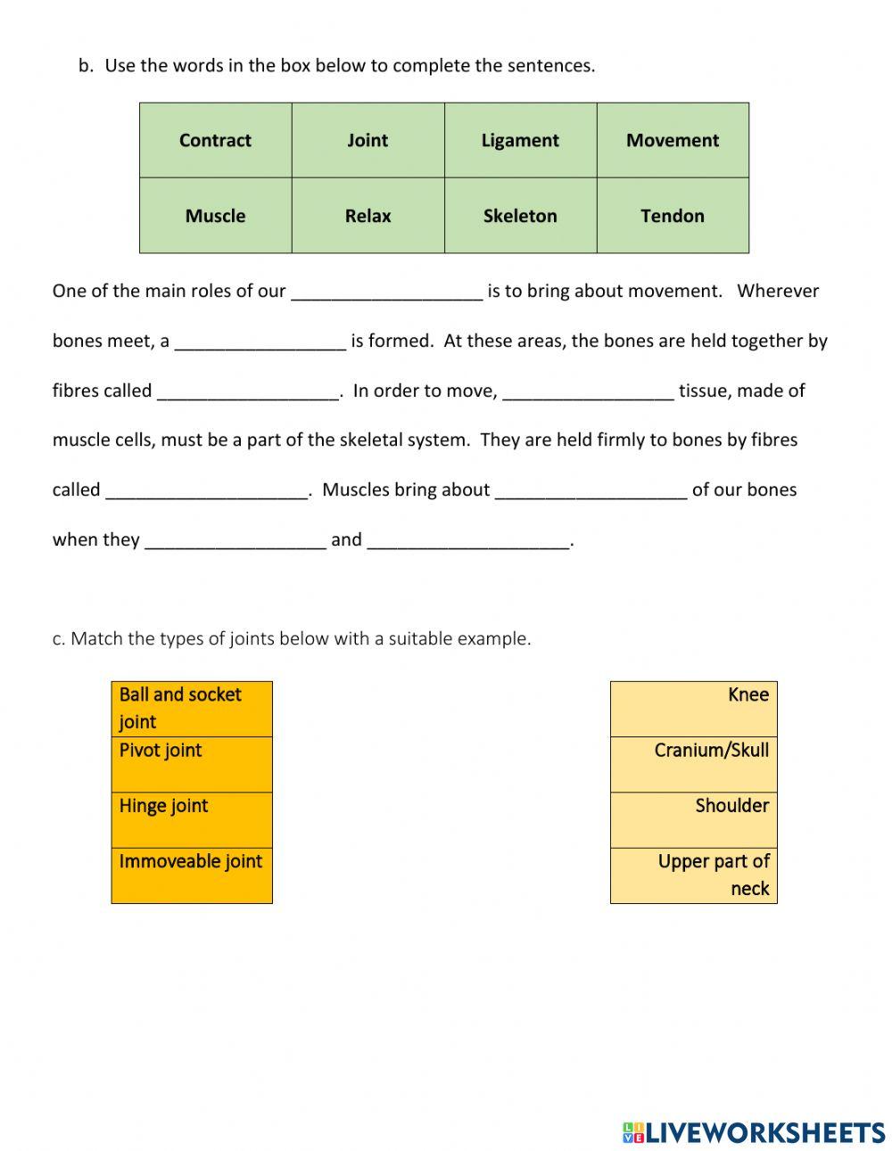 Year 8 Skeletal System Test