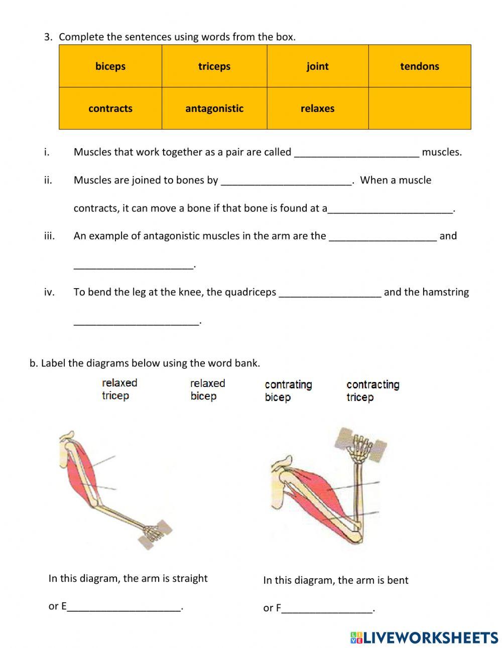 Year 8 Skeletal System Test