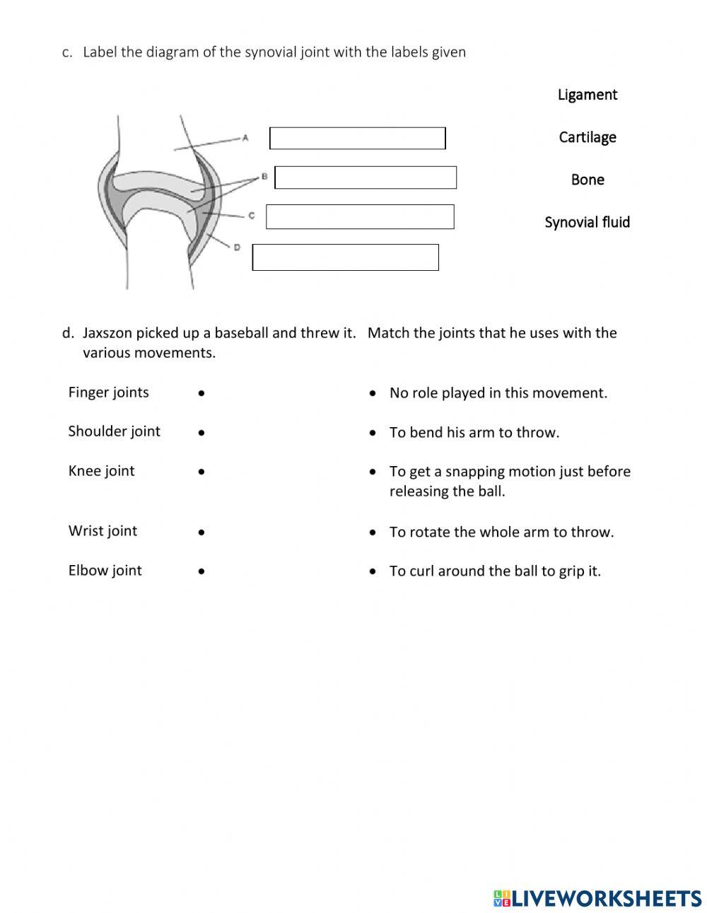 Year 8 Skeletal System Test