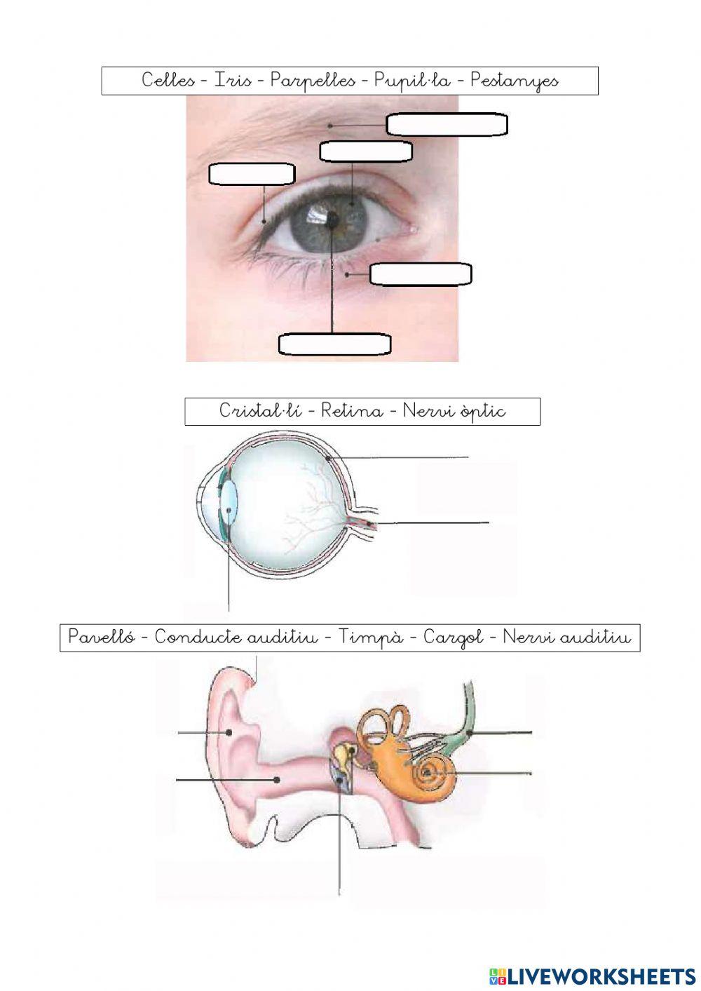 Unitat 5: Els Sentits
