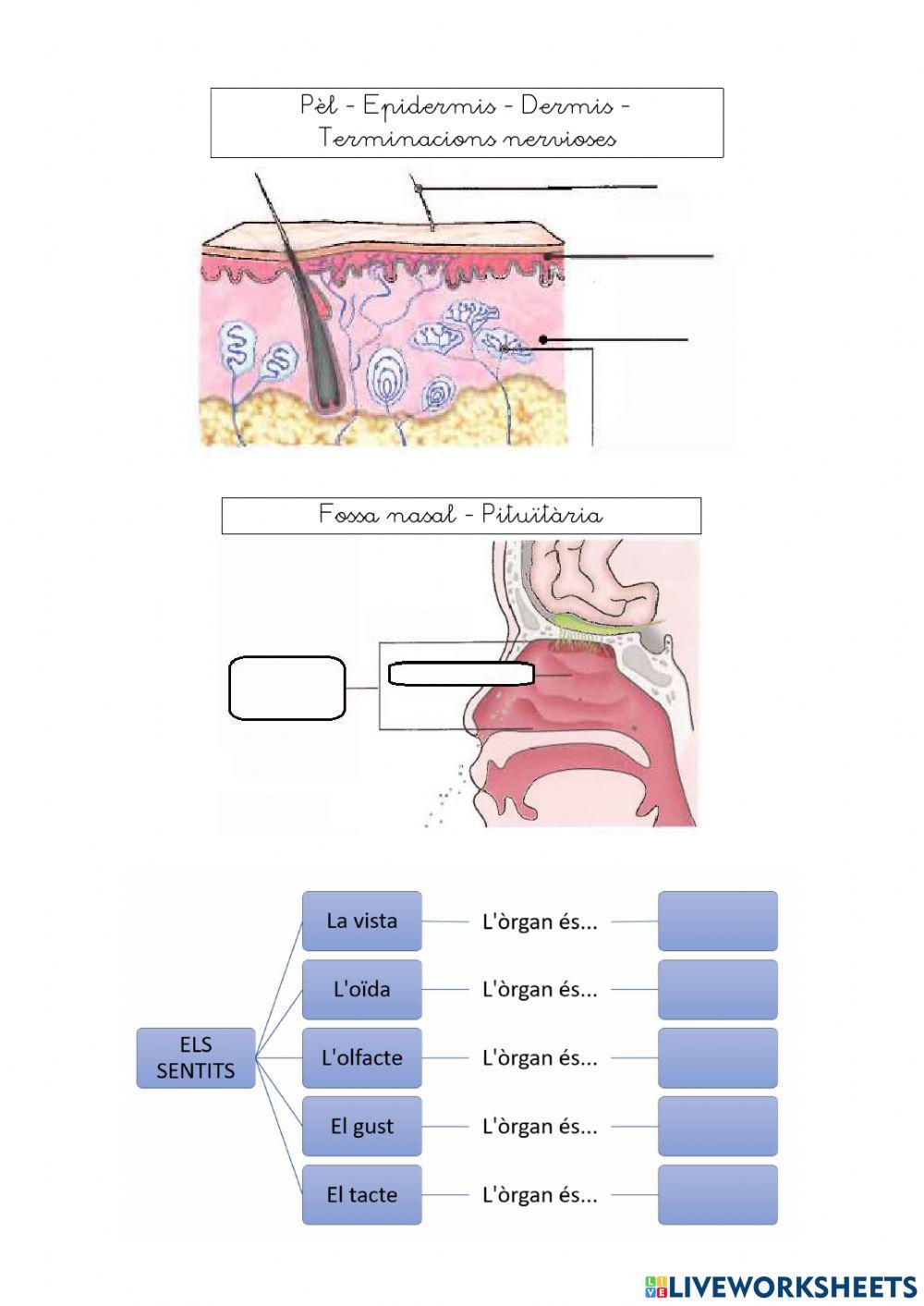 Unitat 5: Els Sentits