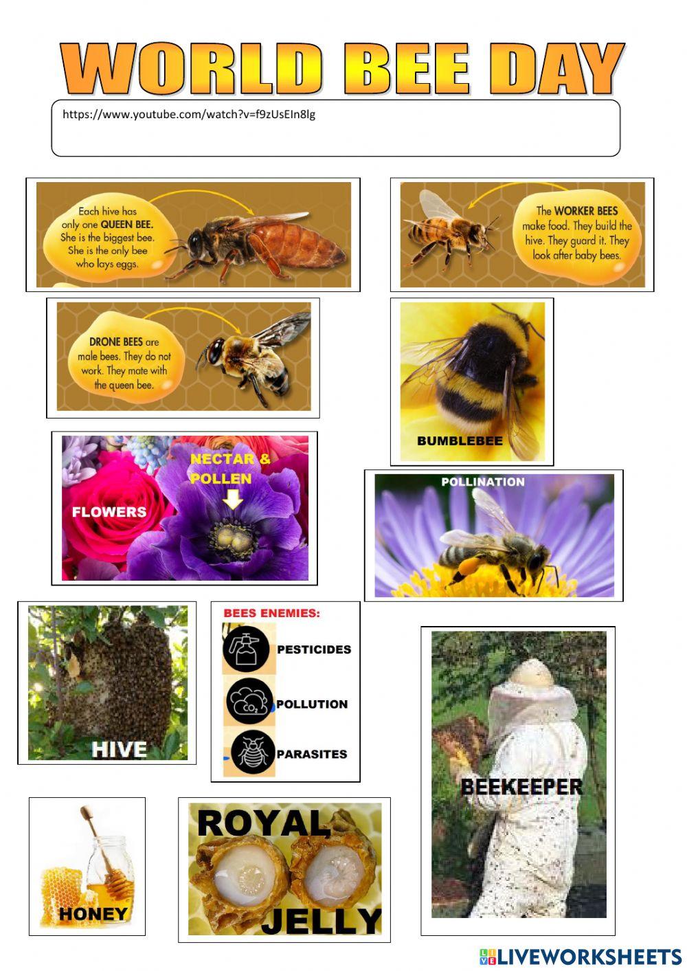 World Bee Day World Bee Day