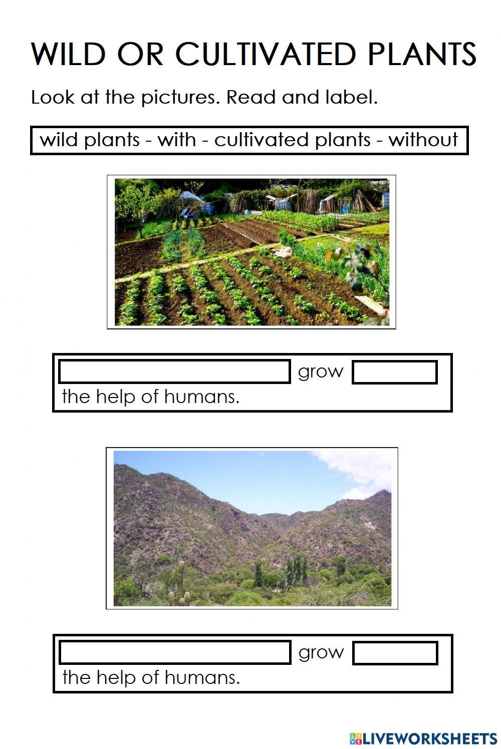 7003058-wild-or-cultivated-plants-silhergo