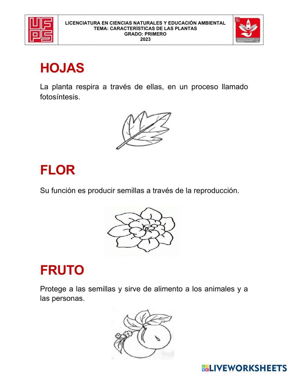 Biología grado 1°, seres vivos e innertes