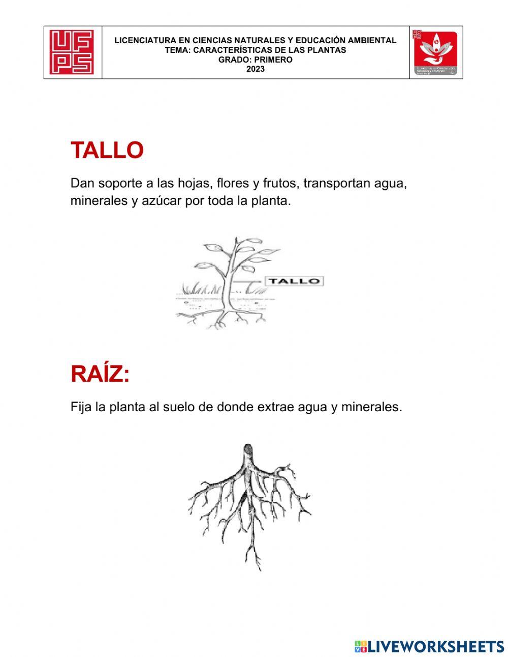 Biología grado 1°, seres vivos e innertes