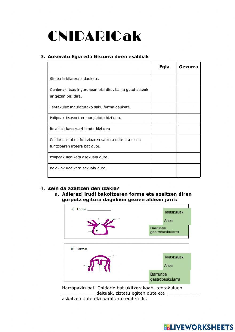 Poriferoak eta Knidarioak