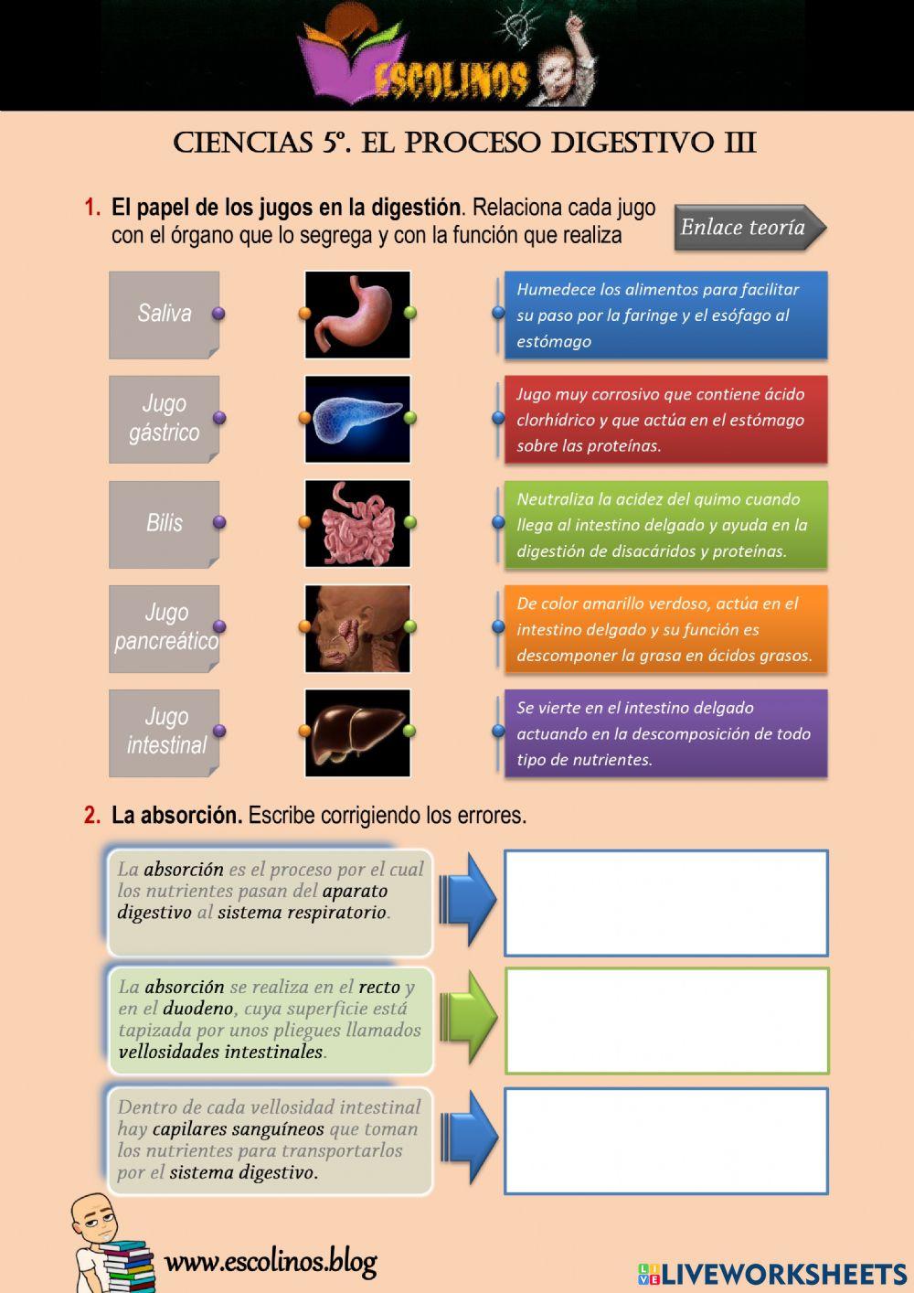 Ciencias 5º. El proceso digestivo III Ciencias 5º. El proceso digestivo III