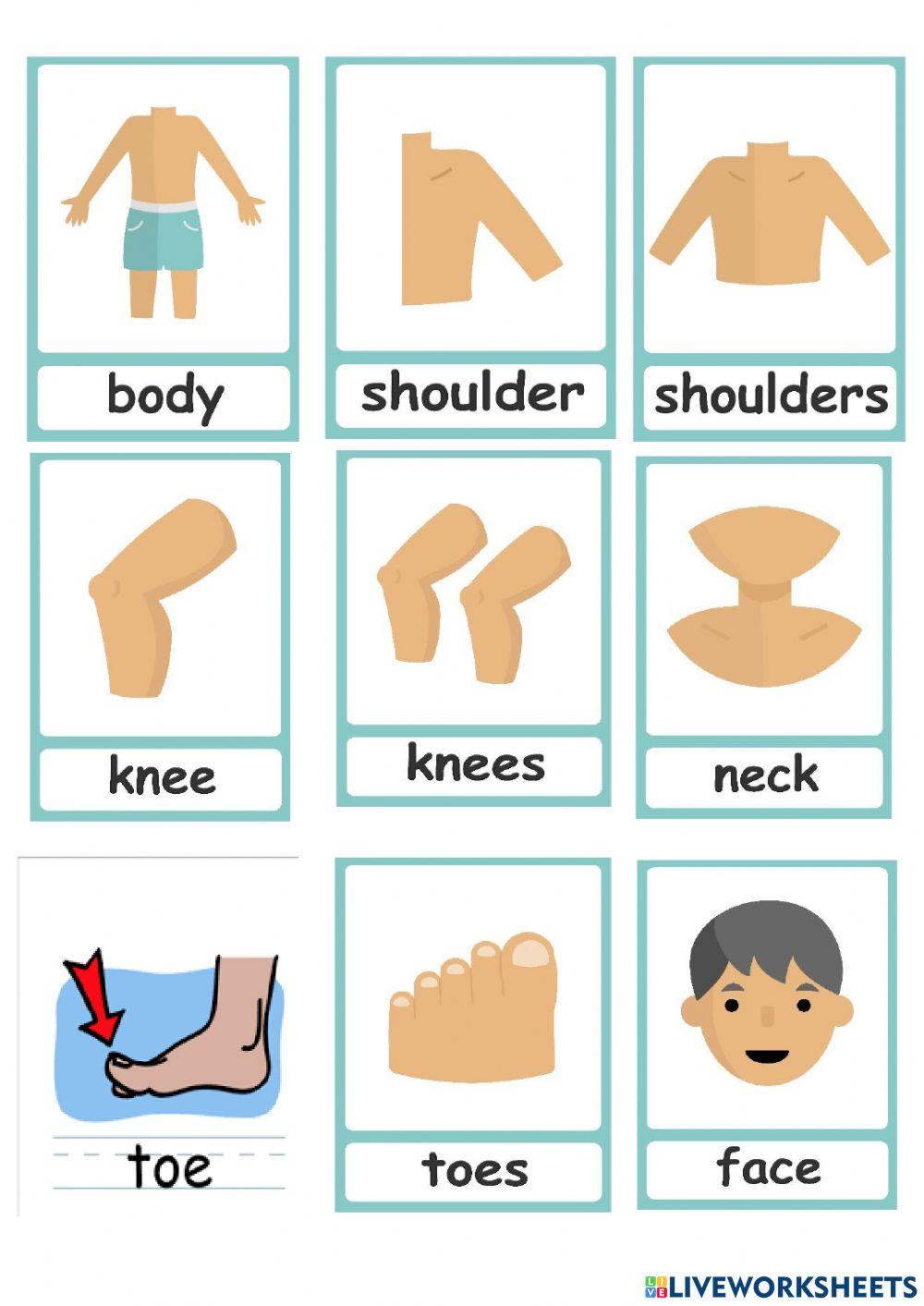 The body and face - lesson