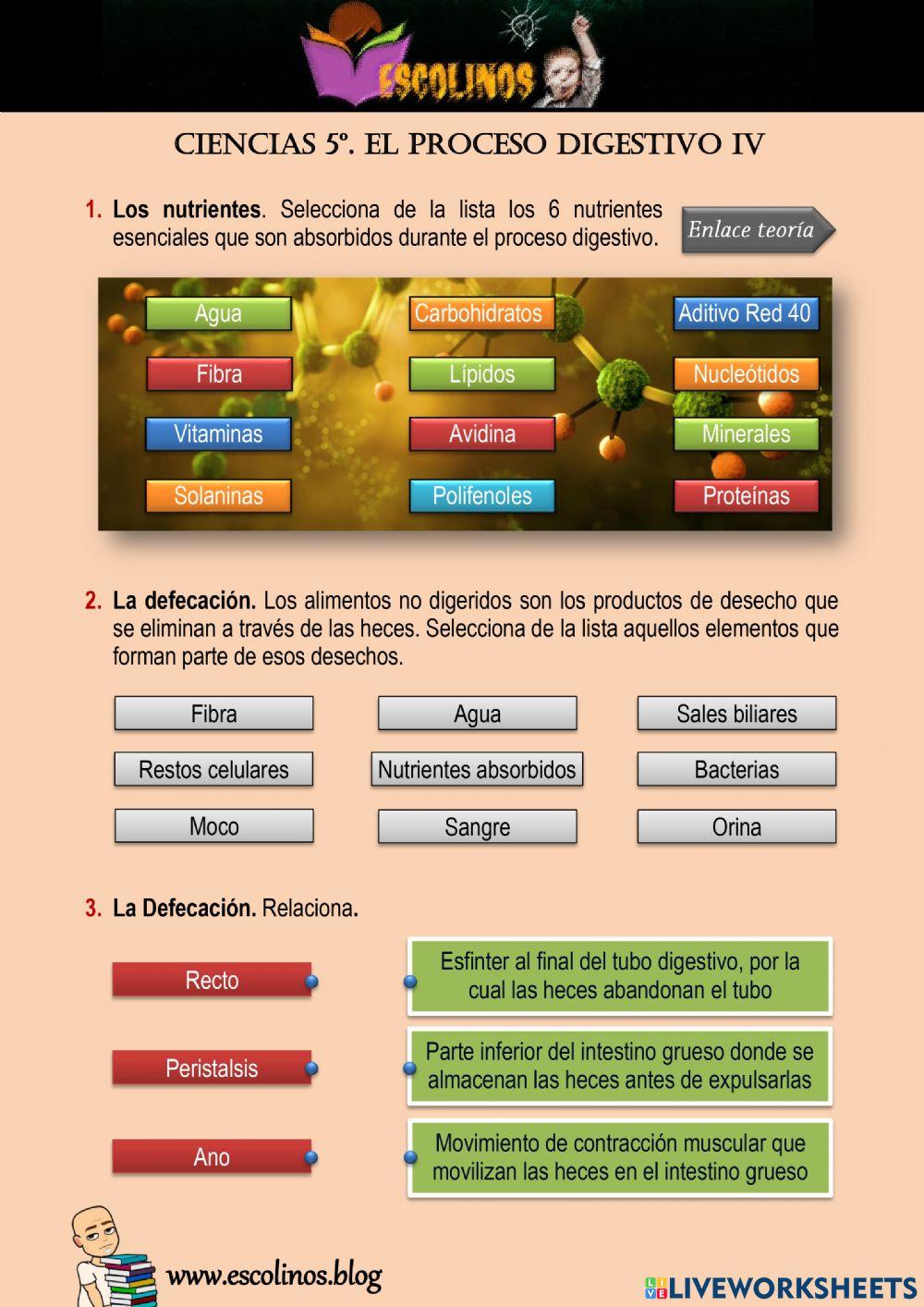 Ciencias 5º. El proceso digestivo IV