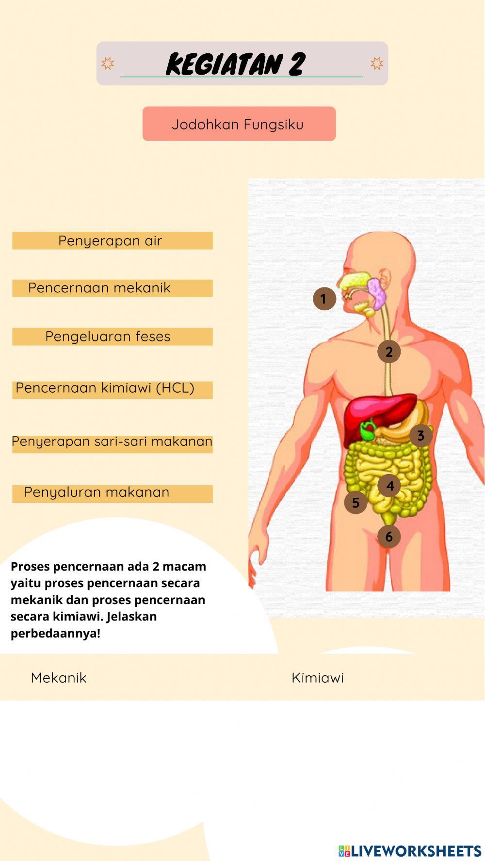 Sistem Pencernaan Manusia