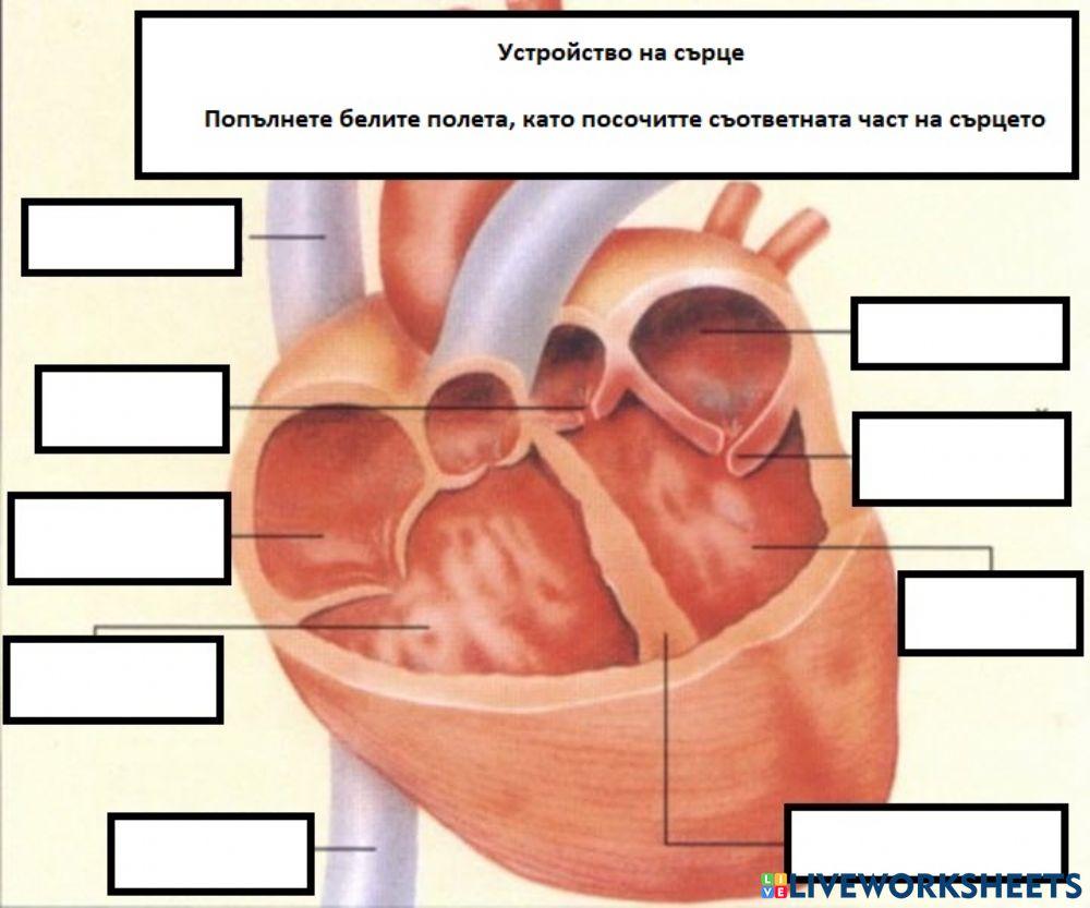 устройство на сърце online exercise for | Live Worksheets