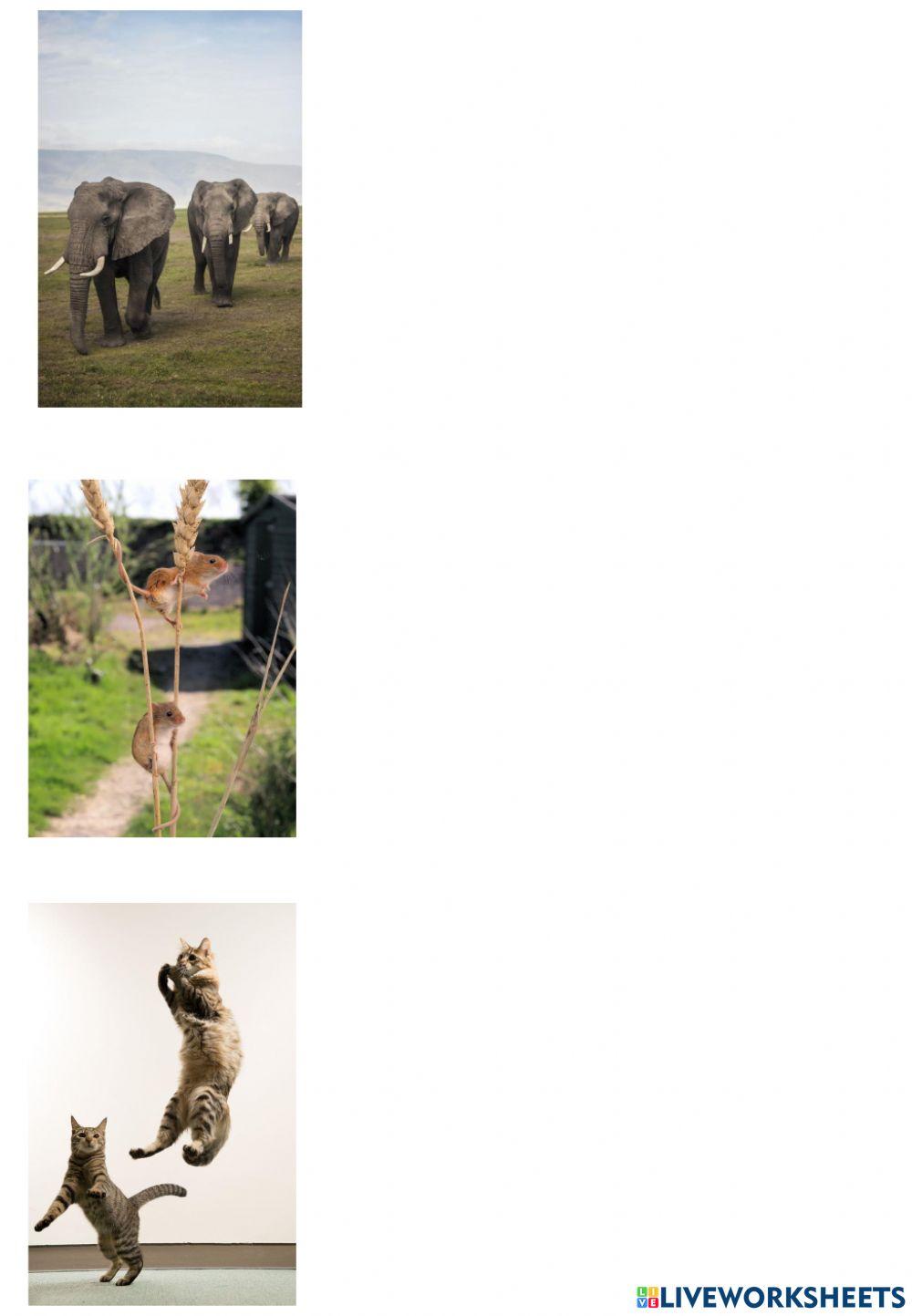 Animals - on land - in water