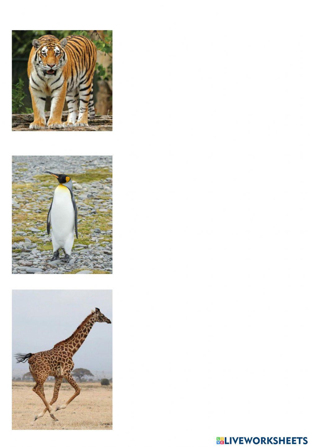 Animals - on land - in water