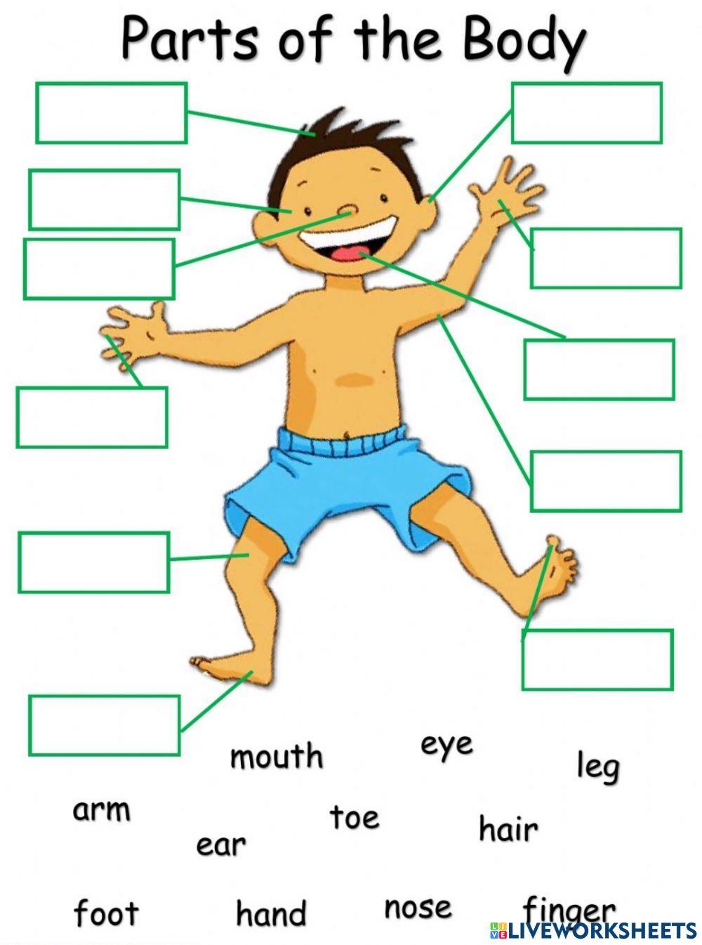 Parts of body online exercise for 1 Live Worksheets